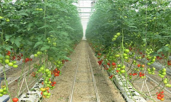 پیش‌بینی صادرات 21 هزار تن محصول از بزرگترین مجتمع گلخانه‌ای خاورمیانه