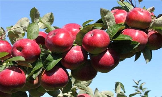 صادرات سیب آذربایجان غربی به 40 هزار تن رسید