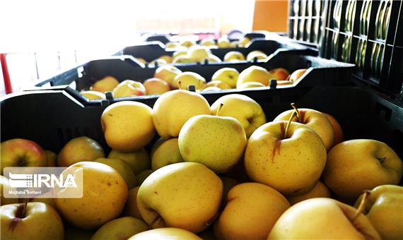 آذربایجان‌غربی 8800 تن از سیب شب عید کشور را تامین می‌کند