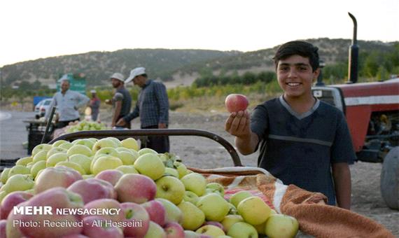 روزانه 3 هزار تن سیب درختی از آذربایجان غربی صادر می شود