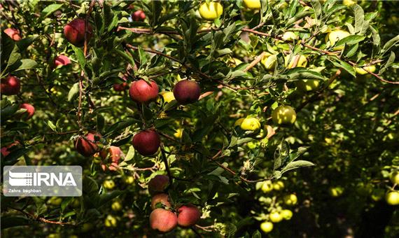 روزانه 3 هزار تن سیب درختی از آذربایجان غربی صادر می‌شود