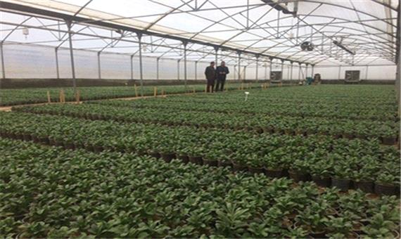 روند تکثیر و تولید گل های فصلی و اقلام گیاهی برای استقبال از بهار در حال انجام است - پرتال شهرداری ارومیه