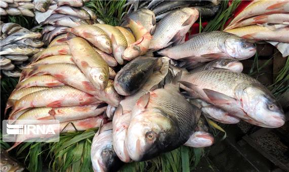 تولید سالانه 550 تن انواع ماهی در میاندوآب