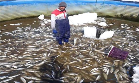 برف و سرما 12 میلیارد ریال به بخش پرورش ماهی خلخال خسارت زد