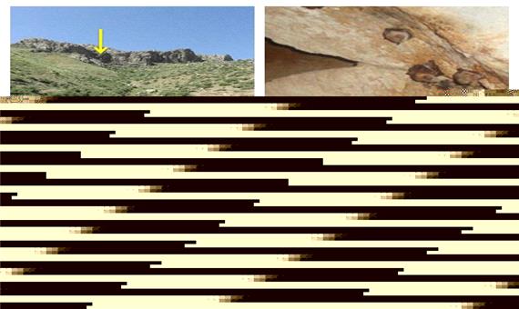 سه گونه خفاش کمیاب در استان کردستان تحت حفاظت محیط زیست قرار گرفتند