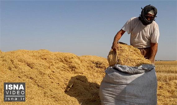 35 مرکز خرید گندم تشکل‌های تعاونی روستائی در آذربایجان شرقی مشخص شد