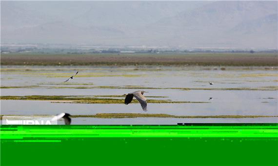 80 درصد دریاچه تالاب میقان اراک آبگیری شد