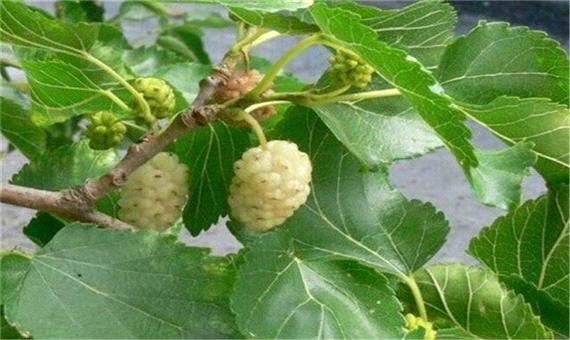 آغاز برداشت 228 تن میوه توت درختی در آذربایجان غربی