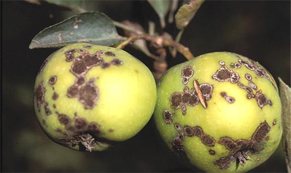 پیش آگاهی جهاد کشاورزی برای مبارزه با بیماری لکه سیاه سیب