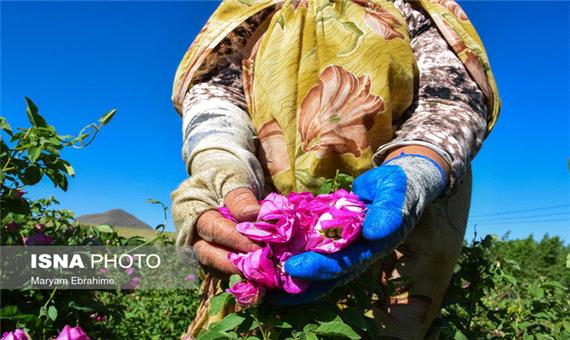 1500 تن از محصول گل محمدی شهرستان اسکو فرآوری نمی‌شود