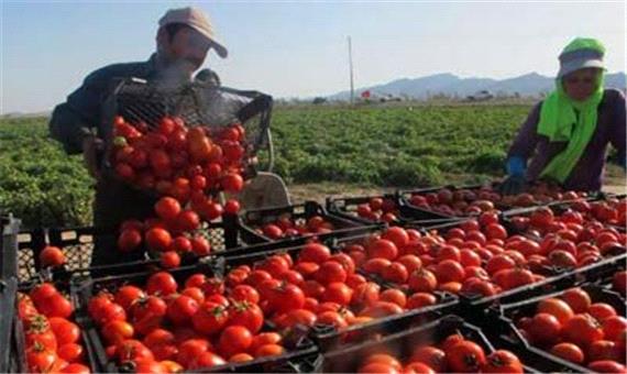 برداشت گوجه‌فرنگی در پارس‌آباد آغاز شد