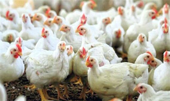 تمدید بدهی واحدهای پرورش مرغ گوشتی آسیب دیده از کرونا در آذربایجان شرقی
