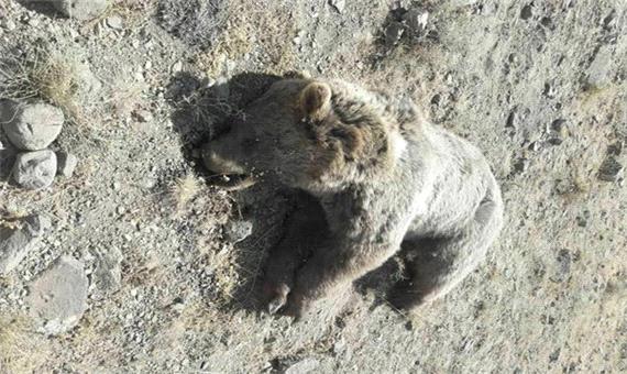 یک خرس قهوه‌ای در یکی از توابع مشگین شهر زجرکش شد