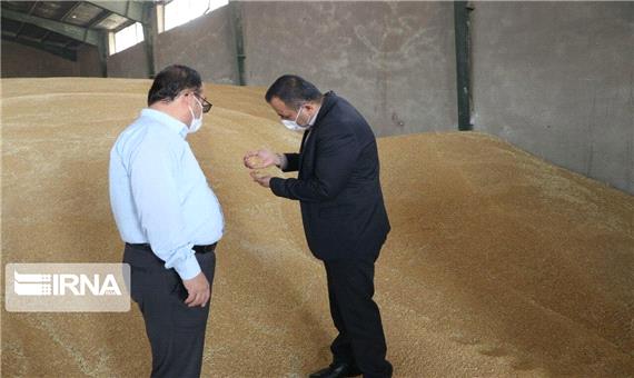 خرید بیش از 15 هزار تُن گندم از کشاورزان بوکانی