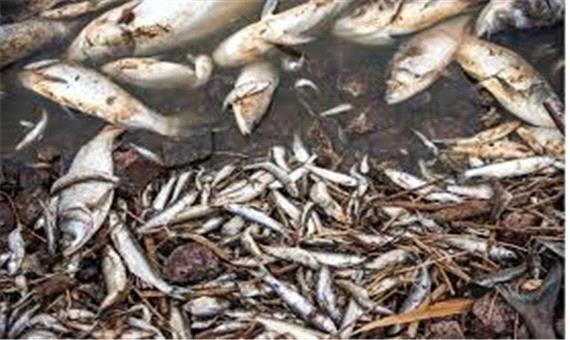 صدای مرگ ماهی‌ها در مهاباد
