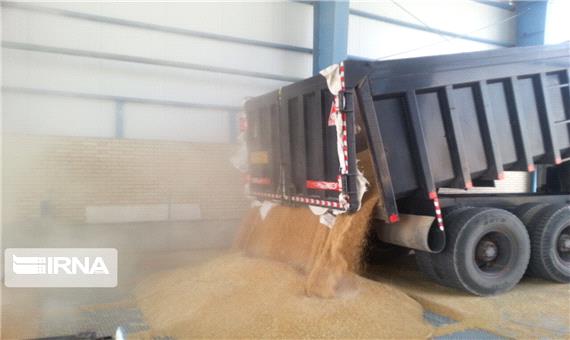 157 هزار تن گندم در آذربایجان شرقی خرید تضمینی شد