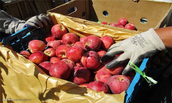 انباشت سیب در جاده‌های آذربایجان‌غربی ممنوع شد/تولید1.1میلیون تن