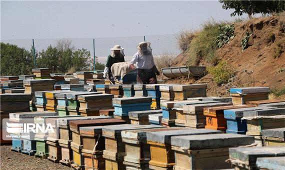 آذربایجان‌ شرقی رتبه دوم تولید عسل در کشور را دارد