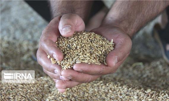 1500 تُن بذر گندم در مهاباد برای کشت پاییزه توزیع شد