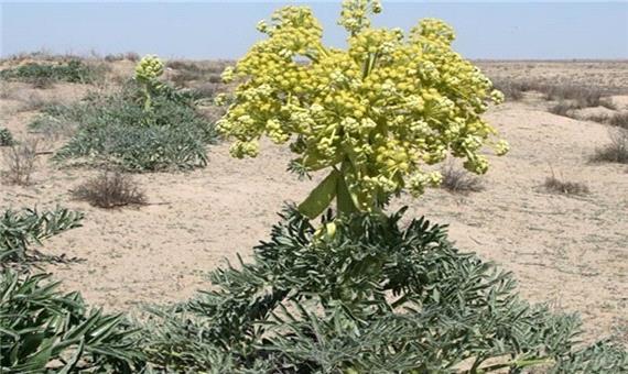 550 گونه گیاه دارویی در آذربایجان‌شرقی شناسایی شد