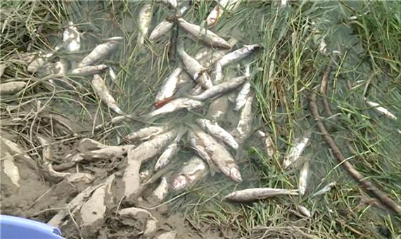 نجات هزاران قطعه ماهی توسط دوستدار محیط زیست در مهاباد