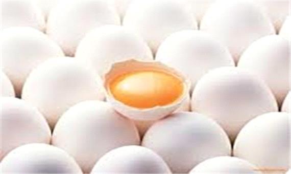 محمودزاده: کاهش قیمت تخم مرغ و کره در گرو تخصیص ارز به نهاده‌های دامی است