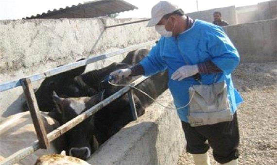 300 هزار راس دام سنگین در آذربایجان غربی واکسینه می شوند