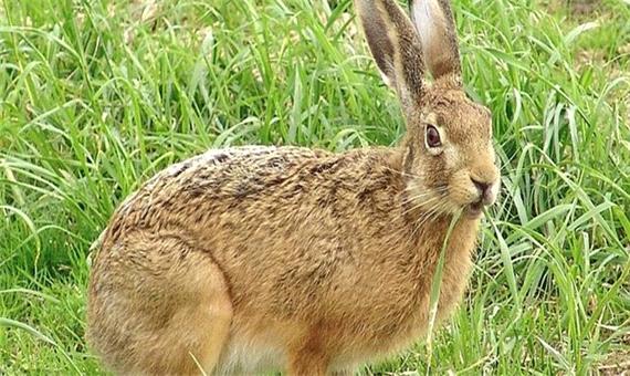 دستگیری 4 شکارچی خرگوش در مراغه