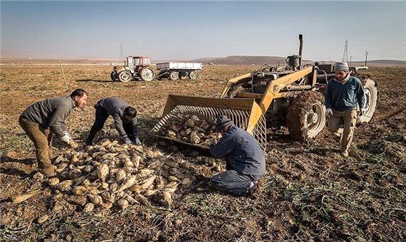 بیش از 223 هزار تن چغندرقند از مزارع میاندوآب برداشت می‌شود