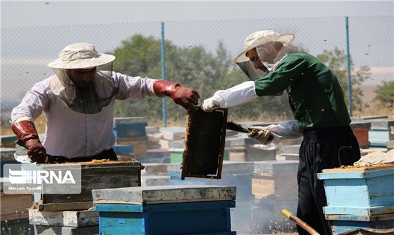 439 تن عسل در شاهین‌دژ تولید شد