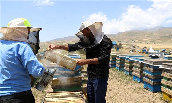 هفت هزار و 342 تن عسل امسال در استان اردبیل تولید شد