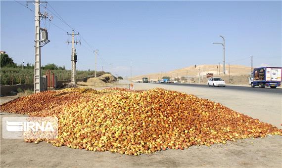 7 مکان برای جمع‌آوری سیب صنعتی در میاندوآب تعیین شد