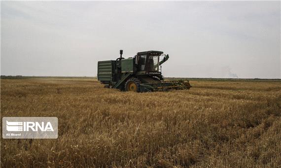 تولید 800 هزار تن گندم در آذربایجان‌شرقی