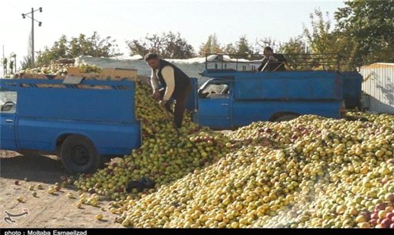 سریال ناخوش احوالی باغداران سیب آذربایجان‌غربی همچنان ادامه دارد