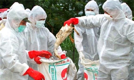 موردی از آنفلوآنزای پرندگان در آذربایجان غربی مشاهده نشد