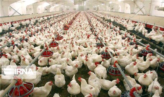 تاخیر در جوجه‌ریزی، علت اصلی گرانی گوشت مرغ است