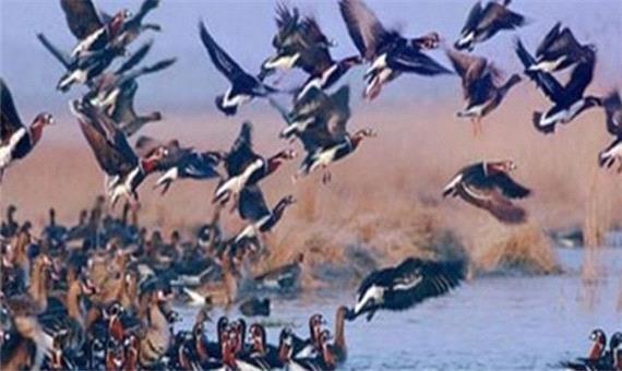 وجود آنفلوانزای پرندگان در تالاب سد میل و مغان/ هرگونه شکار ممنوع است