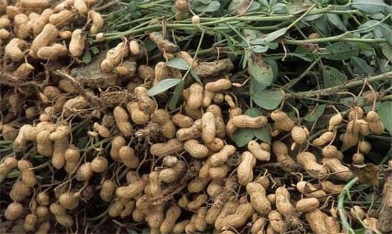 پیش بینی برداشت 67 تن بادام زمینی از اراضی پلدشت