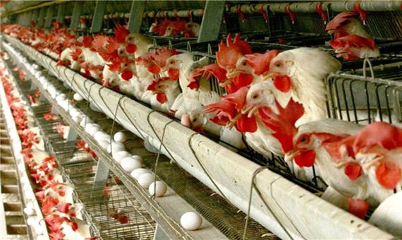 40 درصد مرغ آذربایجان‌غربی در ارومیه، مهاباد و میاندوآب تولید می‌شود