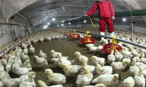تامین40درصد گوشت مرغ آذربایجان غربی توسط زنجیره‌های یکپارچه تولید