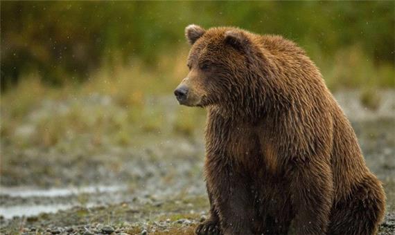 مشاهده خرس قهوه‌ای در ارتفاعات ارومیه/ ویدئو