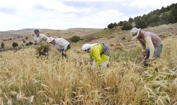 طرح نهضت توسعه بیمه کشاورزان و روستاییان در اردبیل اجرا می‌شود