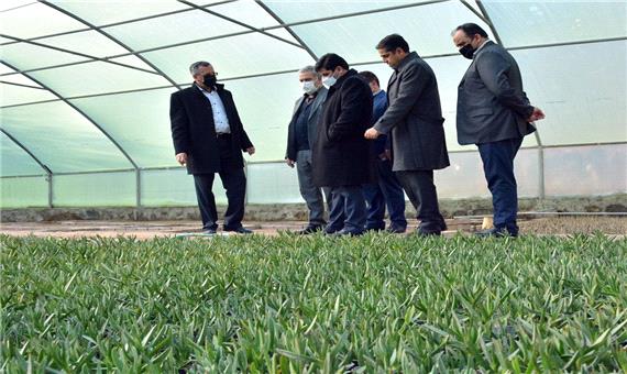 آذربایجان‌شرقی در توسعه گلخانه‌ها رتبه نخست کشوری را داراست