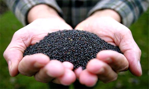 انعقاد اولین قرارداد خرید توافقی کلزا در قالب کشاورزی قراردادی در آذربایجان شرقی