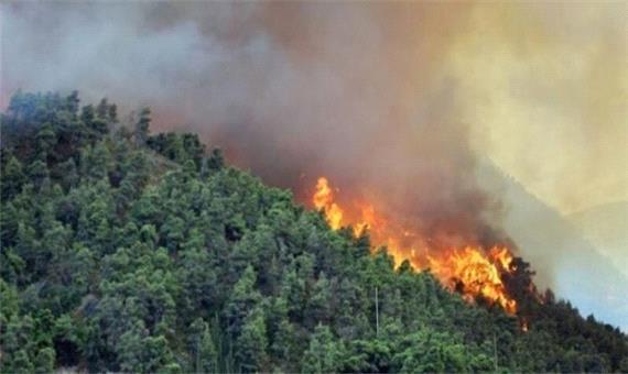 طباطبایی: آماده مساعدت جهت تسهیل در امور مهار آتش سوزی جنگل‌های حیران هستیم