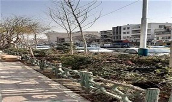 آغاز کاشت 300 درخت چنار در مرکز شهر تهران