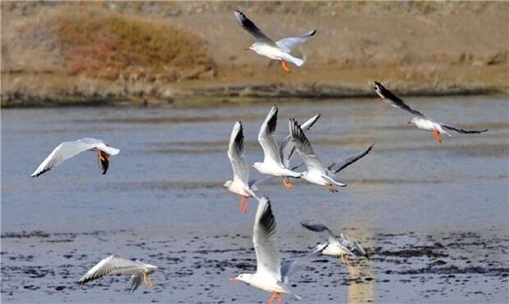 هنوز خبری از آنفلوانزای پرندگان در مهاباد نیست