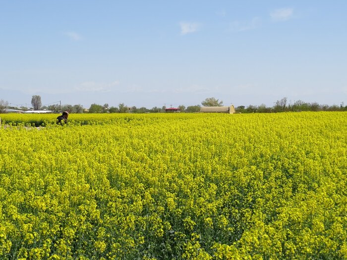 پیام آذری