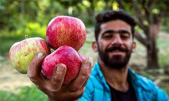 بر سر حاصل دسترنج یک ساله باغداران سیب چه آمده است؟