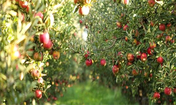 افزایش 2 برابری صادرات سیب درختی مراغه به خارج از کشور / کمبود کانتینر یخجال‌دار برای صادرات